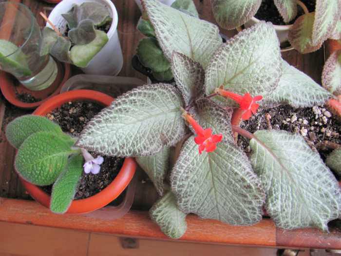 01 09 2011 003 - Episcia