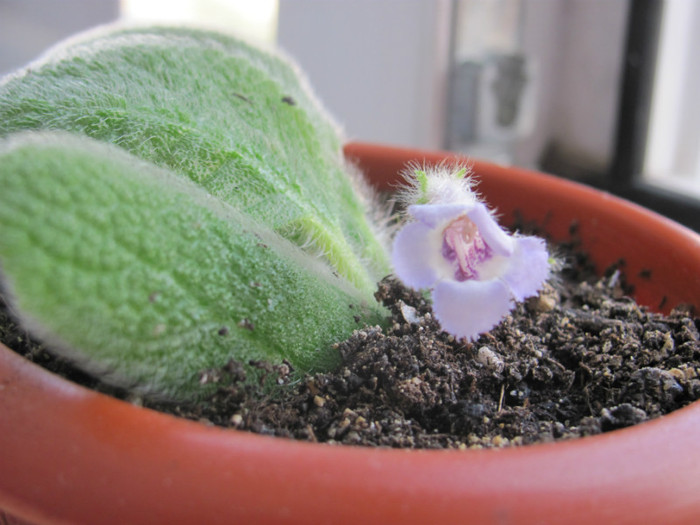 01 09 2011 006 - Episcia