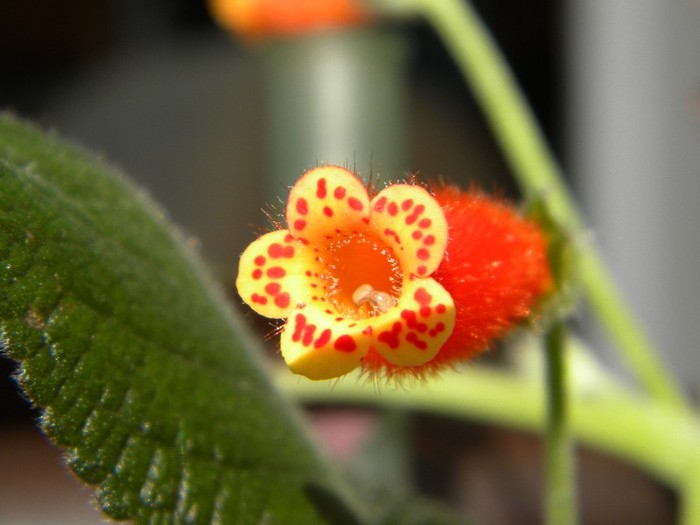 Peridot-s Potlach - KOHLERIA