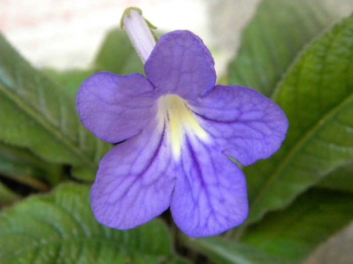 DSCN3235 - Streptocarpus Margaret