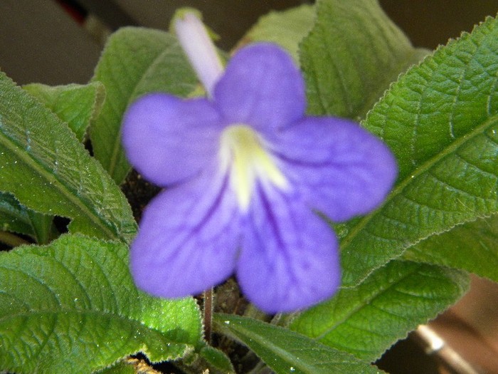 Streptocarpus Margaret - ALTE GESNERIACEAE