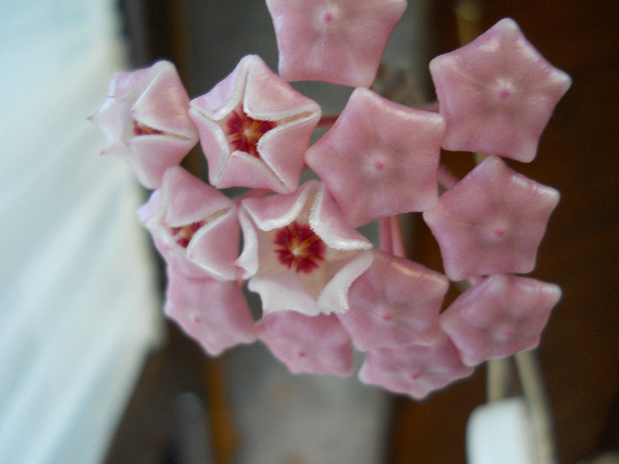 flori de hoya carnosa - HOYA-2011