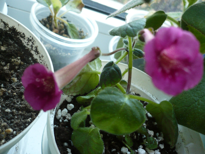 01.09.2011 - zzz-GLOXINIA SI MINISININGIA 2011-iesite din colectie