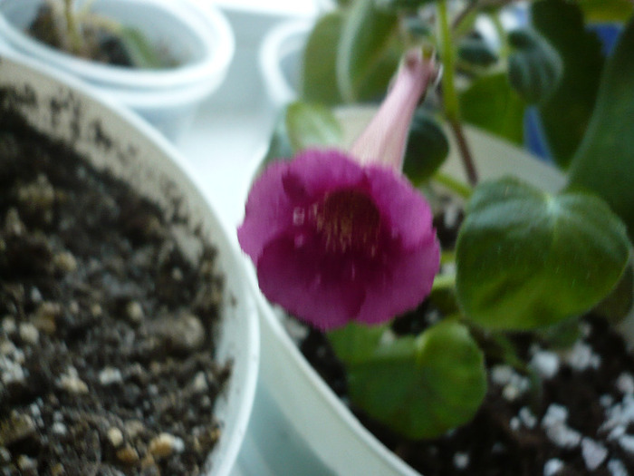 P1090695 - zzz-GLOXINIA SI MINISININGIA 2011-iesite din colectie