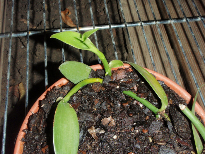 Vanilla planifolia - Plante Comestibile