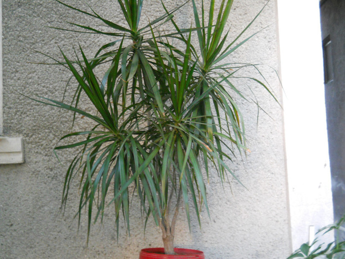 DSCN3102 - dracena