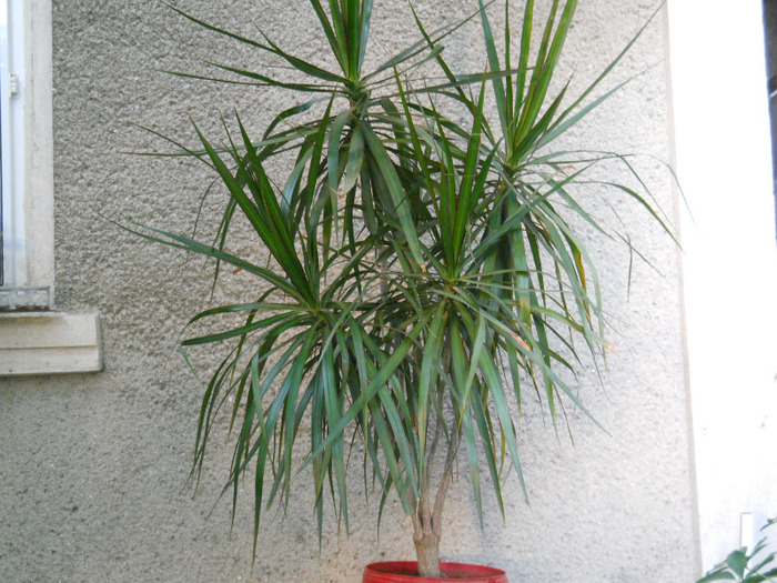 DSCN3103 - dracena