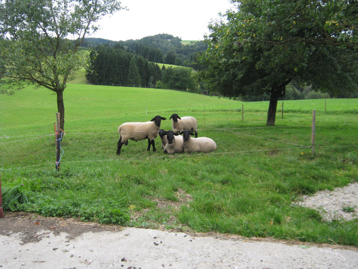 berbeci suffolk de vanzare