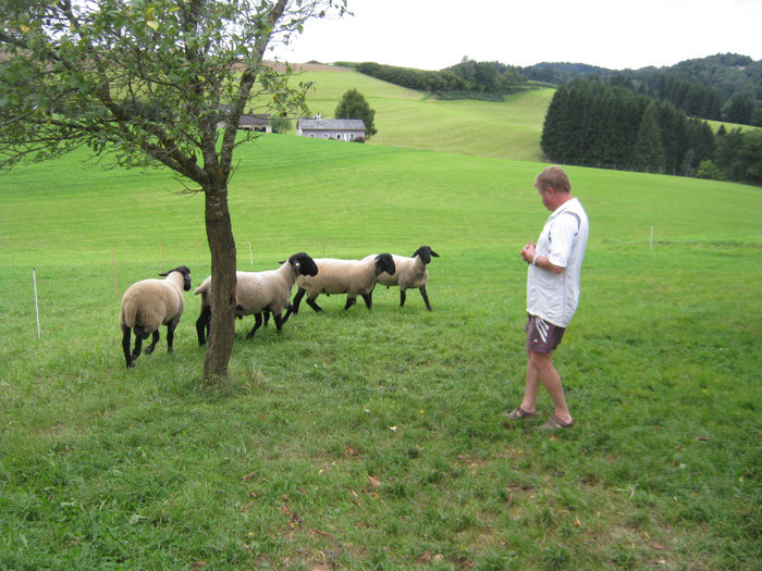 domnul sch - elfriede -schutz -hermann-oi de carne