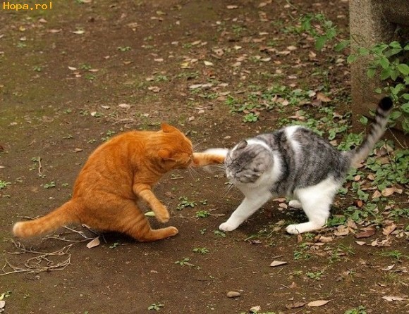 bataie_intre_pisici_1225467679