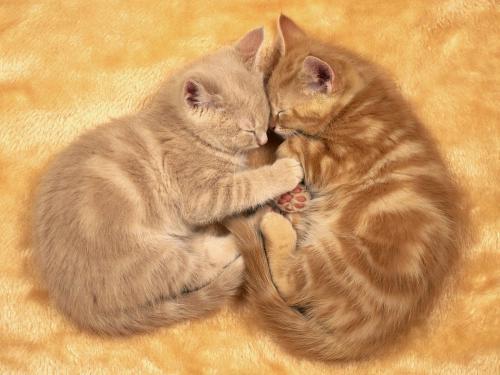 Cats Poze Pisici Imagini Pisicute Wallpapers - Poze