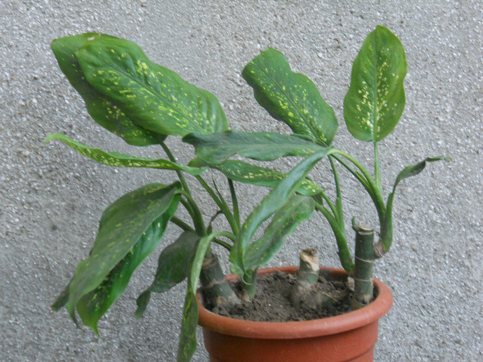 DSCN3087 - dieffenbachia