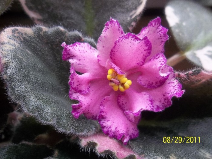 Buckeye Colossal