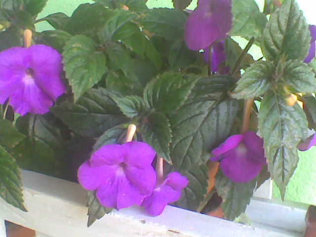 Imag026 - ACHIMENES 2011