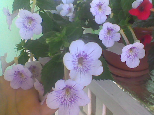 Imag029 - ACHIMENES 2011