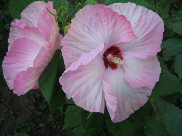 IMG_0679 - Hibiscus Moscheutos