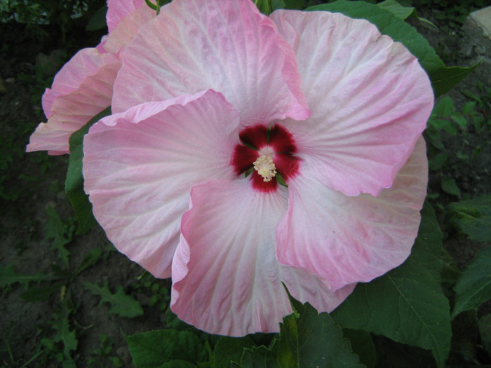 IMG_0680 - Hibiscus Moscheutos