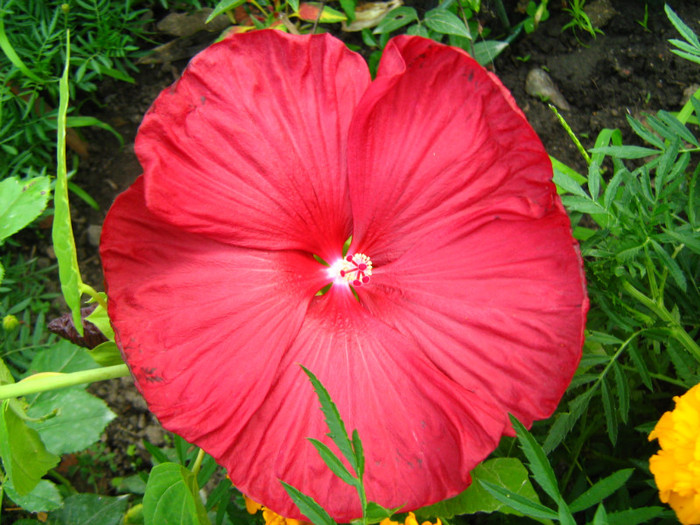 IMG_0414 - Hibiscus Moscheutos