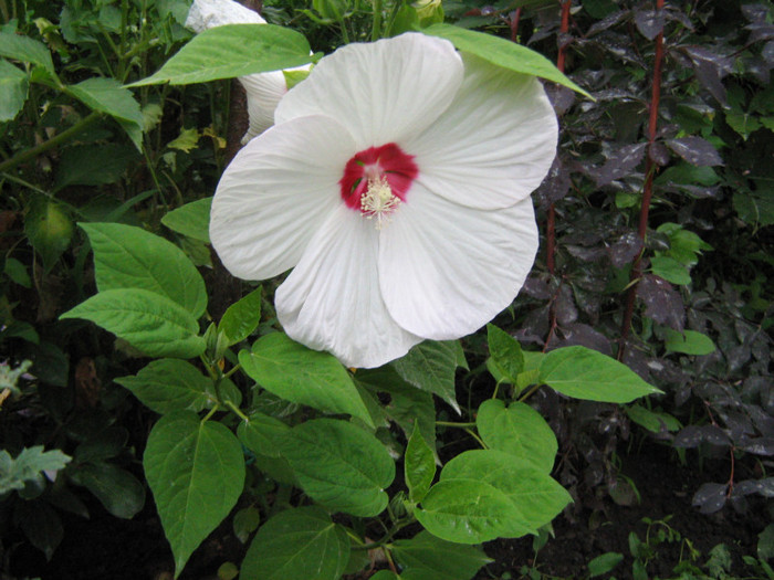 IMG_0546 - Hibiscus Moscheutos