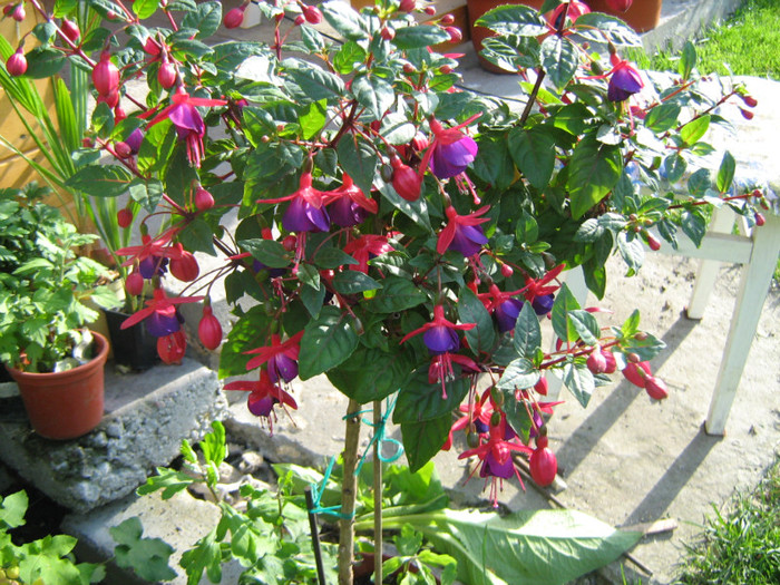 IMG_0006 - Fuchsia 2011