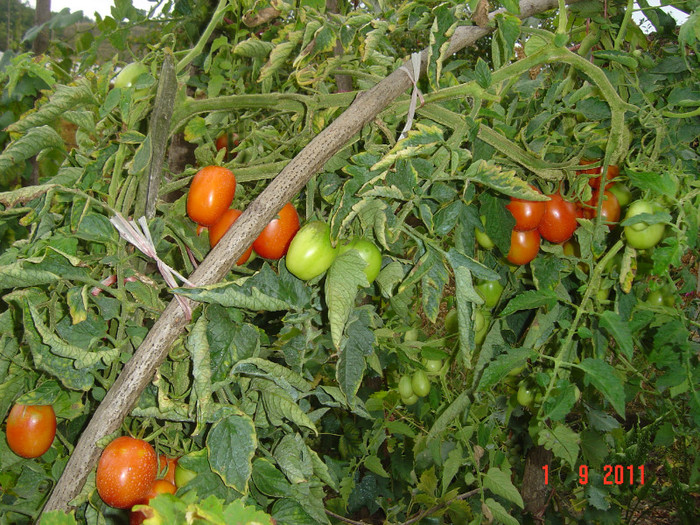 poze 085