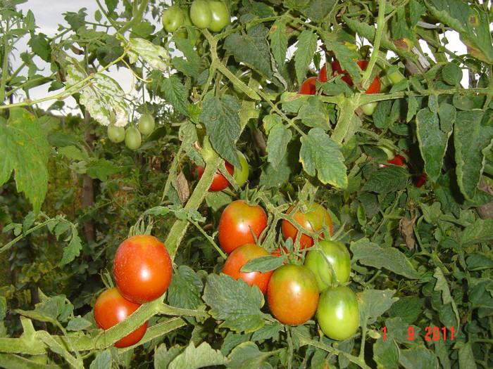 poze 087
