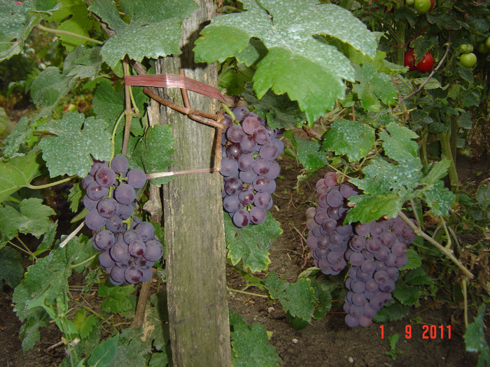 poze 088