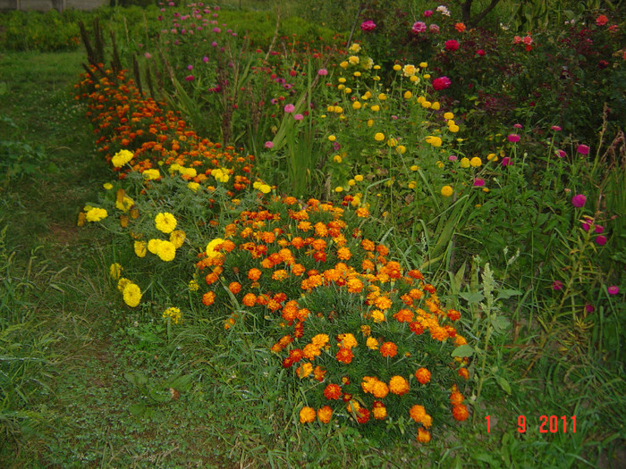 poze 090