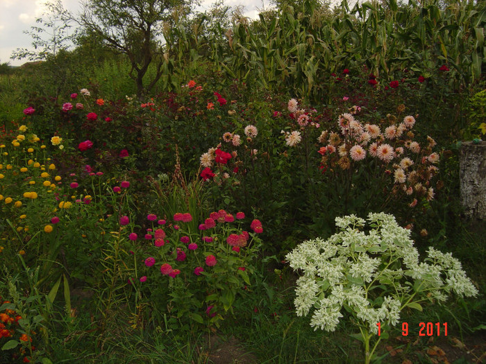 poze 091