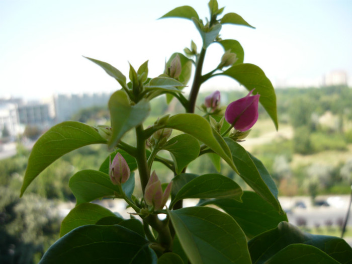 P1020479 - bougainvillea 2011