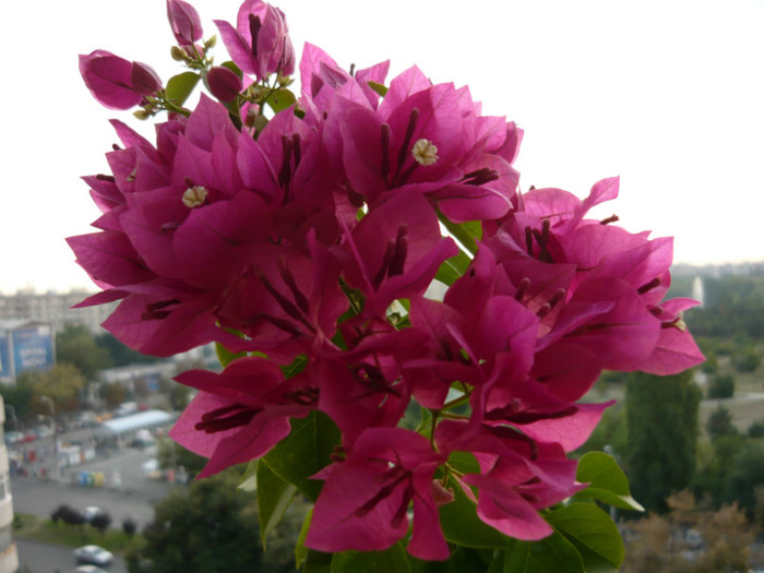 P1020681 - bougainvillea 2011