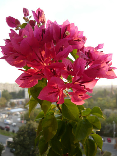 P1020685 - bougainvillea 2011