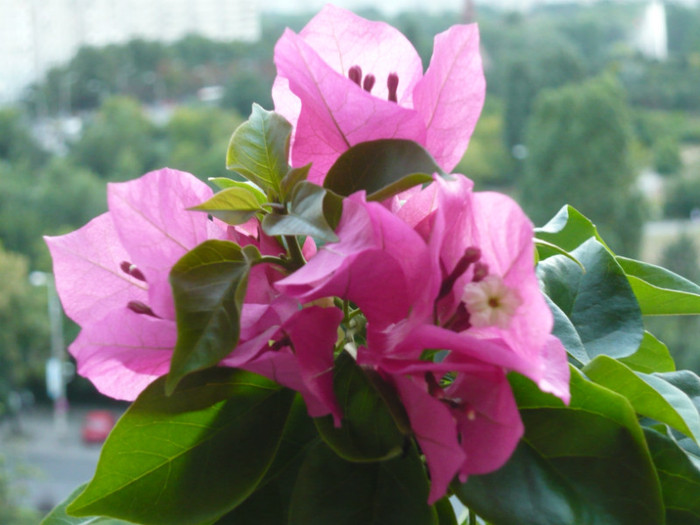 P1020656 - bougainvillea 2011