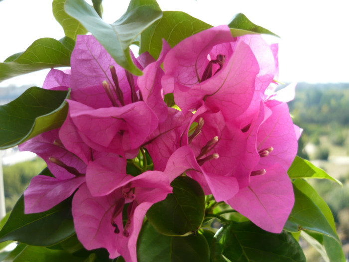 P1020672 - bougainvillea 2011