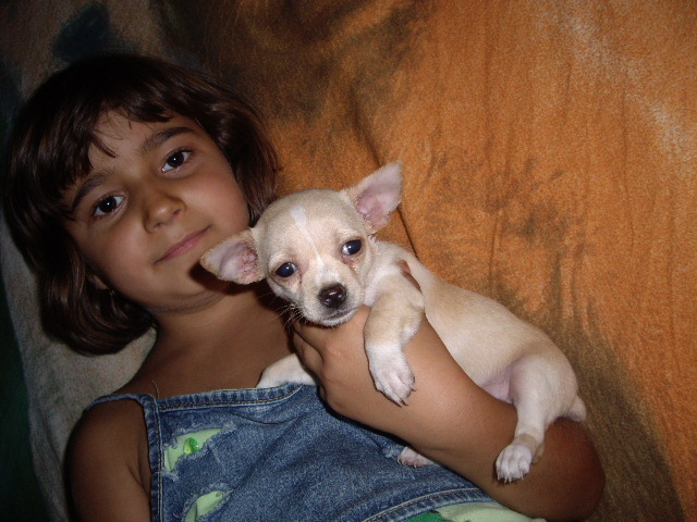 Chihuahua; fetita 2 luni crem
