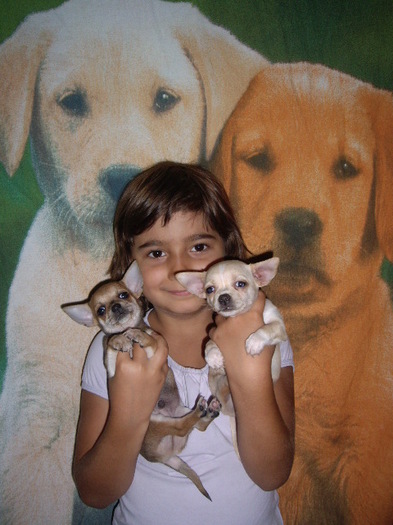 Chihuahua; fetita crem-baiat bej
