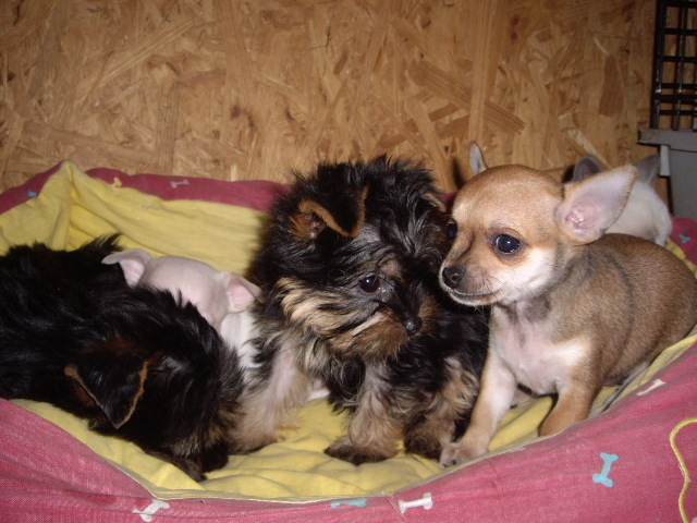 Chihuahua si Yorky - Alti catei si animale