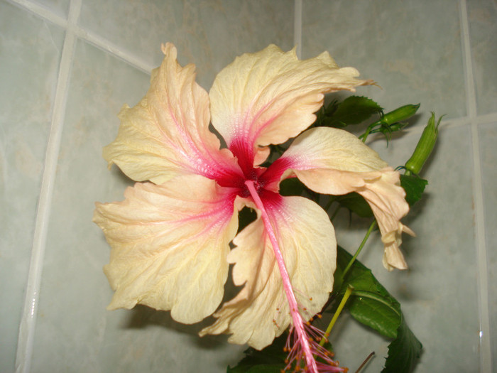 DSC00107 - HIBISCUS 2011