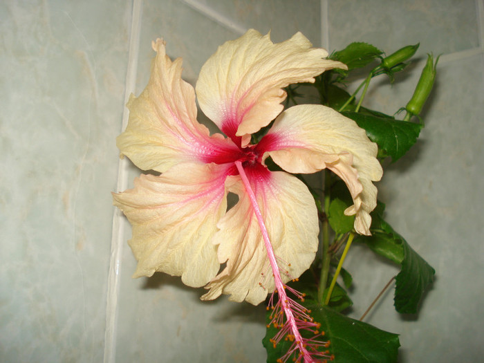 DSC00108 - HIBISCUS 2011