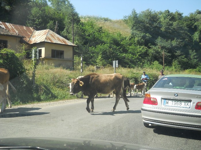 altă ciurdă