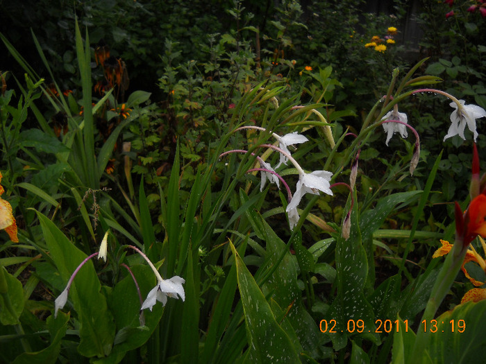 grup de acidanthera