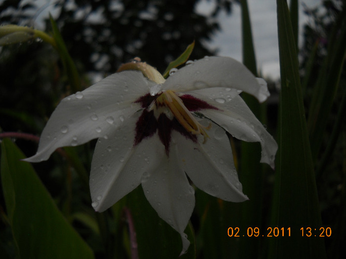 acidanthera