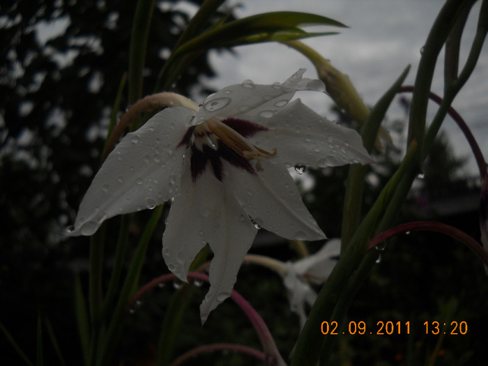 DSCN1588_1830 - inceput de toamna