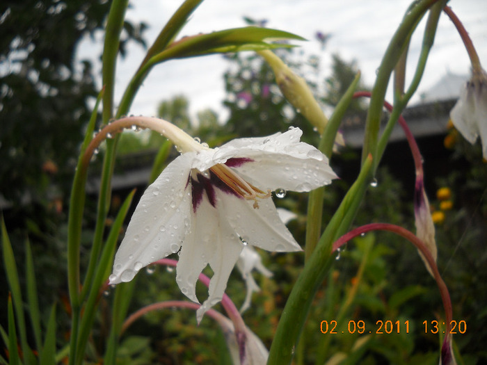 DSCN1590_1832 - inceput de toamna