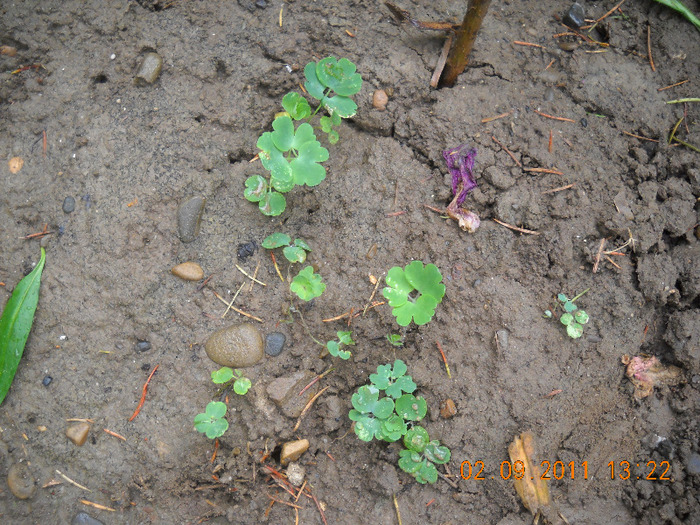 DSCN1593_1835 - inceput de toamna