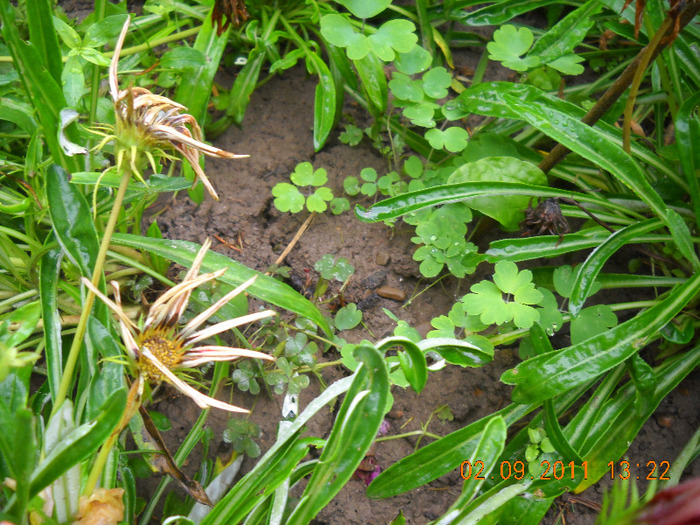 DSCN1594_1836 - inceput de toamna