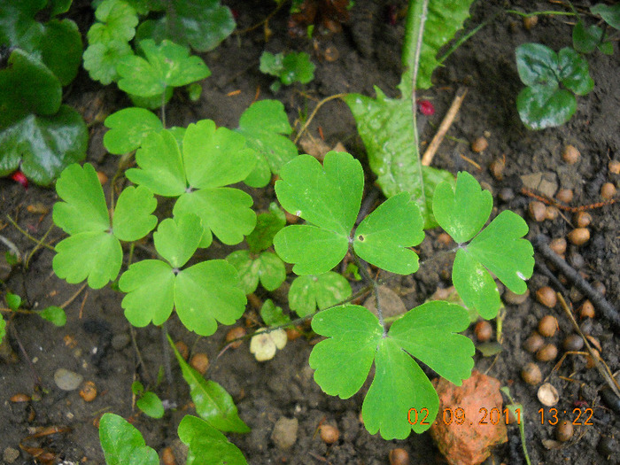 DSCN1595_1837 - inceput de toamna