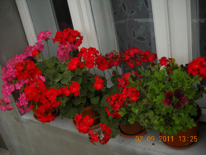 DSCN1599_1841 - inceput de toamna