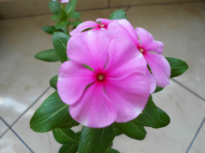 DSCN0038 - VINCA 2011