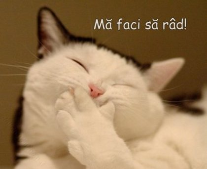 Pisici_ma_faci_sa_rad - Poze